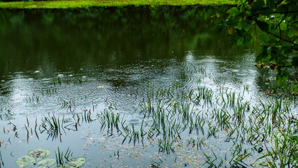 Raindrops on a swamp in summer or autumn. Rainy autumn weather.