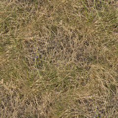dry grass background