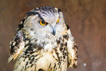 Beautiful owl on brown background.