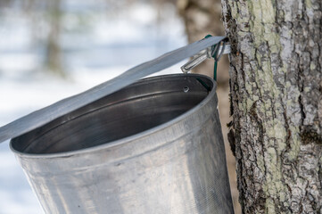 In a tranquil forest, a metal bucket hangs from a sugar maple tree, capturing the sweet sap...