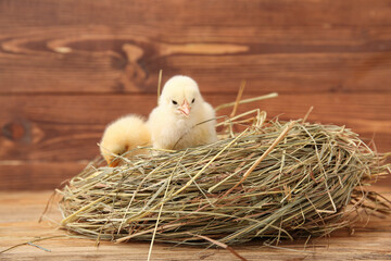 Nest with cute little chicks on wooden background