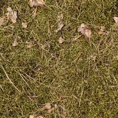 moss, dry leafs and pine needles on the ground