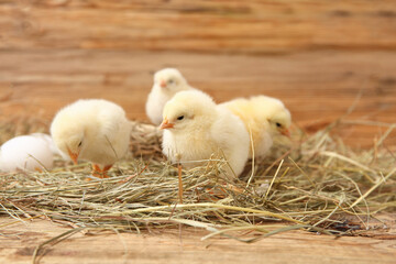 Nest with cute little chicks and egg on wooden background