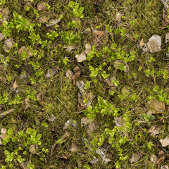 moss on the ground