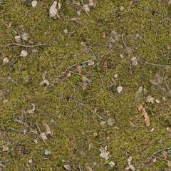 autumn leaves and moss on the ground