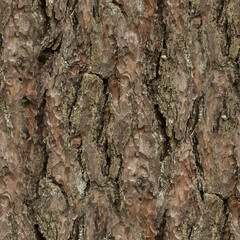 tree bark texture