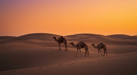 Three camels walking across golden sand dunes at sunset in a serene desert
