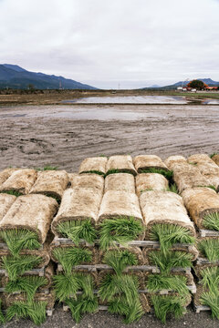 Stacked Rice Seedlings Ready for Planting in Asian Field