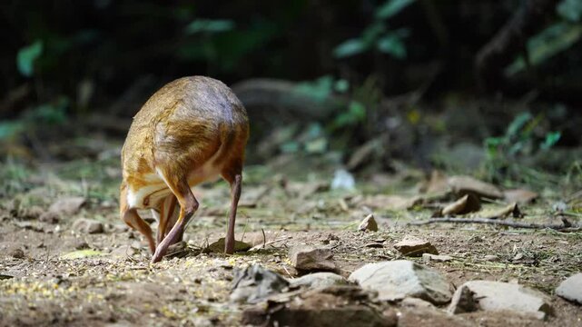 Lesser mouse-deer, Lesser Malay chevrotain(Tragulus) eating food in the forest.