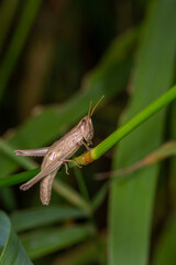 A brown grasshopper camouflages perfectly among green and dry grass. Its textured exoskeleton and...