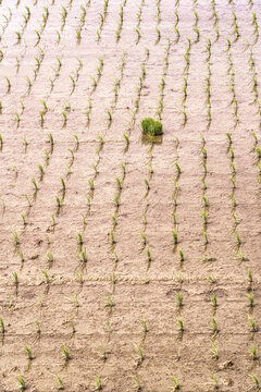 Young rice plants in flooded Asian rice field, aerial view