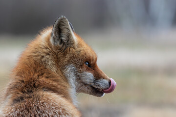 A fox sitting in a meadow licking its nose