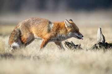 Fox with its tongue sticking out