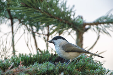 Obraz premium A blackcap on moss with a seed in its beak