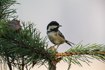 Obraz premium A tiny titmouse on a pine branch