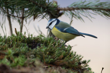 Blue tit searching for food on moss