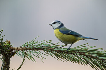 Blue tit sitting on a pine branch