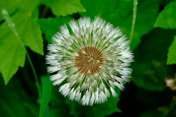 dandelion on green background