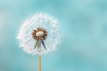 Obraz premium Close up view of a beautiful dandelion seed head