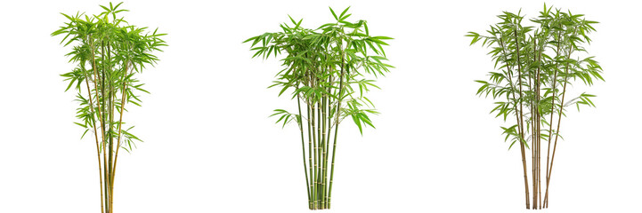 A tall bamboo plant with long, slender stalks and vibrant green leaves, isolated on a transparent background