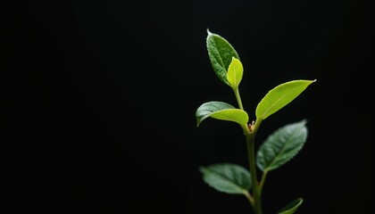 Fototapeta premium Macro close-up of delicate sprout against black background. Green leaves, young stem show growth, vibrant life. Tender foliage, organic, fresh detail. Ideal for eco, nature, growth concepts.