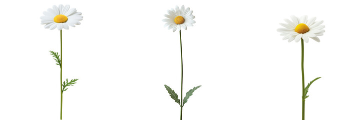 Single daisy with white petals and yellow center isolated on transparent background