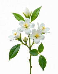 Obraz premium Set of jasmine flowers and leaves isolated on white background. Green leaves and white petals with yellow pistils. Floral spring branch. Cut-out design element for cards and decor.