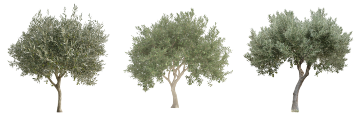 An olive tree with silvery-green leaves and olives hanging from its branches, isolated on a transparent background