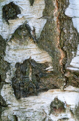 Betula verrucosa, Bouleau vérriqueux, tronc, écorce