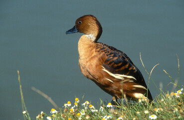 Dendrocygne veuf,.