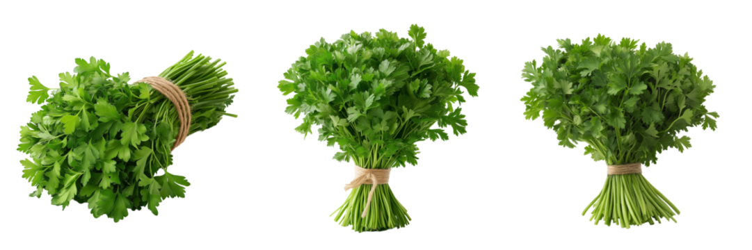 A bundle of fresh parsley with vibrant green, curly leaves, tied together at the stems, isolated on a transparent background