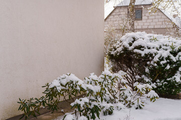 ornamental bush near the house wall covered in snow