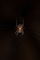 A close-up of a spider on its intricate web against a dark background. The detailed legs and patterned body highlight its natural camouflage. The silk strands glisten under dim light.