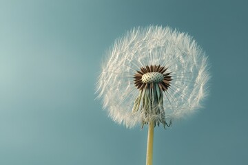 A close up of a dandelion seed head against a blue sky