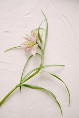 Delicate floral arrangement featuring a pink and white flower with slender green leaves arranged on a textured surface