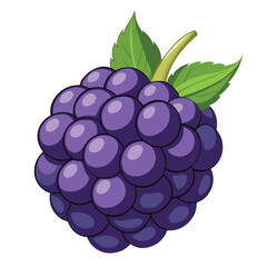 vector illustration of a blackberry