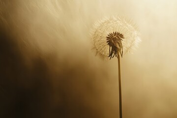 Fototapeta premium A single dandelion seed head floats against a golden background