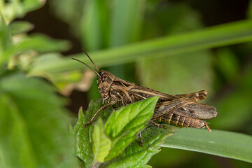 A brown grasshopper camouflages perfectly among green and dry grass. Its textured exoskeleton and long antennae stand out in this detailed macro shot, showcasing nature&rsquo;s intricate designs.