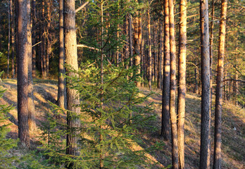 pine trees in the spring forest