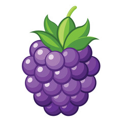 vector illustration of grapes