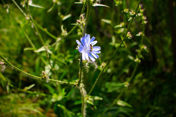 wasp sits on a blue cornflower