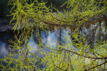 old larch needles on a branch