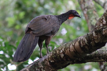 Dusky-legged Guan