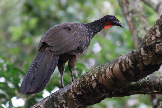 Dusky-legged Guan