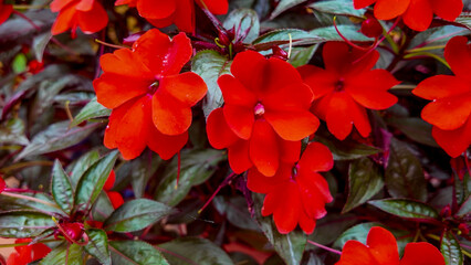 Vibrant red impatiens flowers with lush green leaves, symbolizing freshness, gardening, and summer...