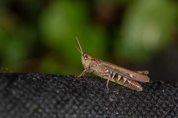 A grasshopper rests on textured bark, its brown body blending with the earthy tones. Its antennae...