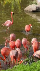 Vibrant pink flamingos wading in serene water, symbolizing tropical wildlife and exotic travel