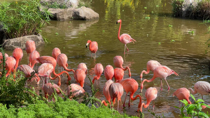 Flamingos wading in a pond, pink birds in natural habitat, tropical wildlife, serene nature scene