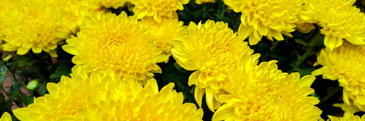 Bright yellow chrysanthemums in full bloom, symbolizing autumn, harvest festivals, and joyful celebrations