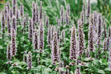 Obraz premium Lavender flowers bloom abundantly in a vibrant garden during the warm afternoon hours of spring